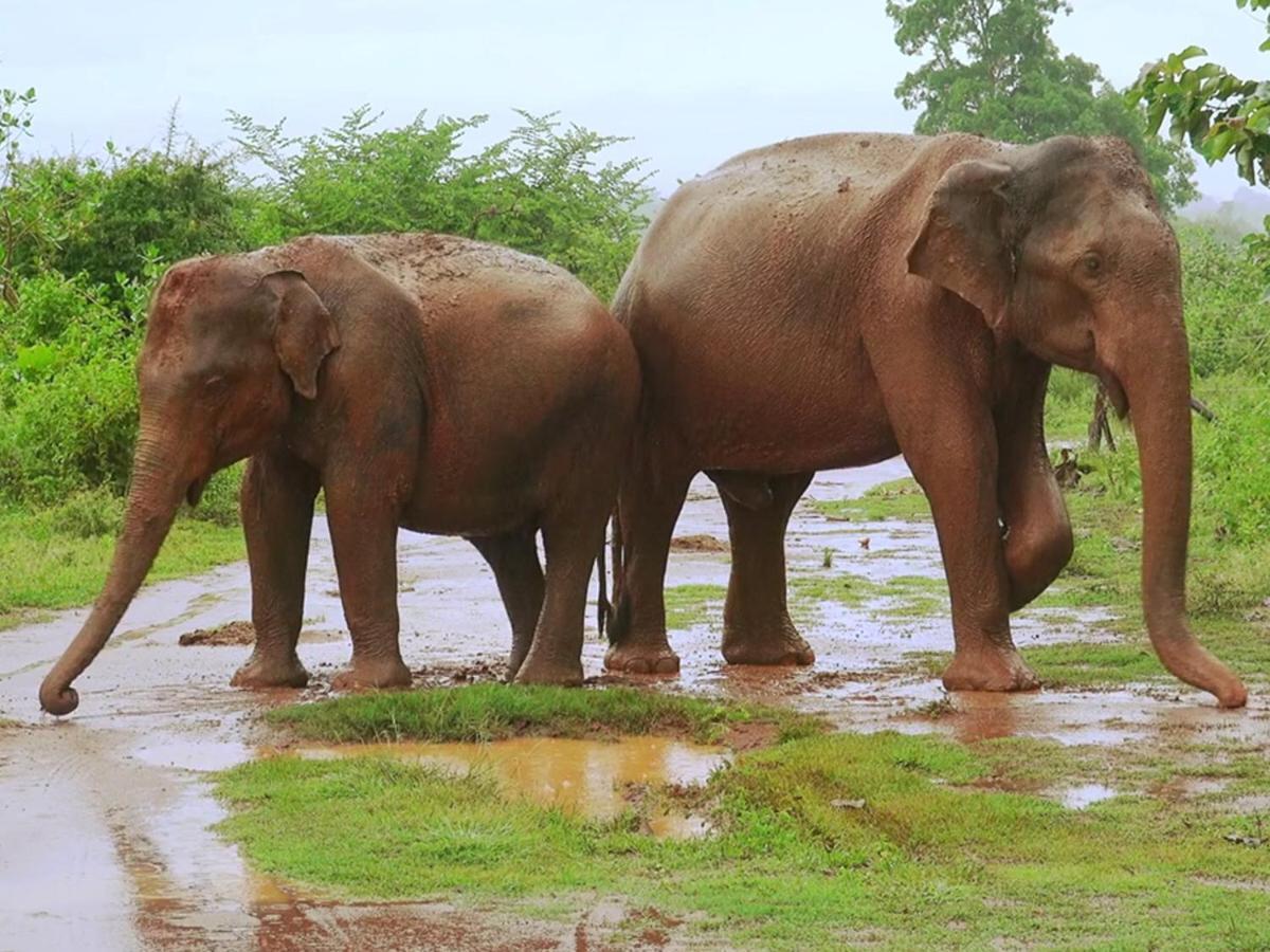 Hotel Travellers Halt Ratnapura Exterior foto